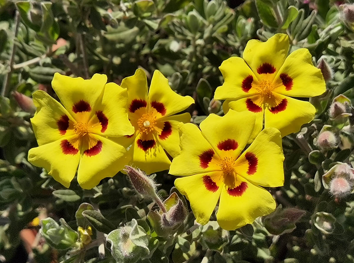 Halimium lasianthum ‘Formosum’